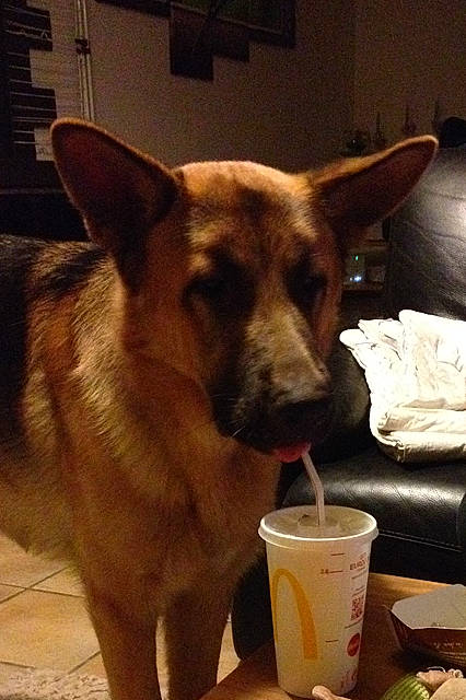 Junky a rejoint le concours — aidez-le/la à gagner de superbes lots ! canidae, carnivore, collar, comfort_food, companion_dog, cup, dog, dog_breed, dog_supply, drink, fawn, flooring, fur, paw, snout, sporting_group, square, tableware, whiskers, working_animal