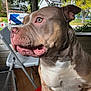 dog, canine, pet, animal, side_profile, close_up, porch, outdoor, furniture, folding_chair, tree, house, daylight, curious, attentive, brown, white, muscular, ears, eyes