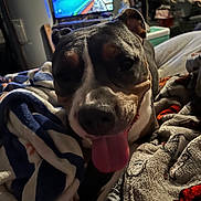 Cleo is registered to the contest to win money with this photo: dog, tongue_out, blanket, indoor, television, pool_game, cozy, pet, animal, close_up, living_room, furniture, relaxed, happy, canine, household, comfort, multicolor, screen, couch