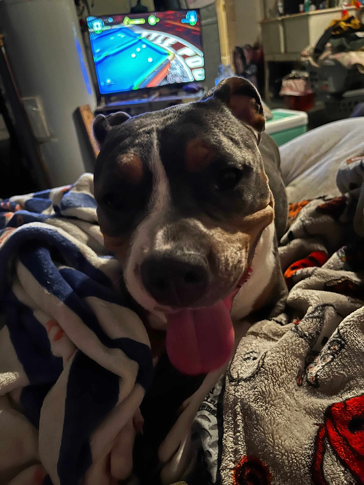 Cleo is registered to the contest to win money with this photo: dog, tongue_out, blanket, indoor, television, pool_game, cozy, pet, animal, close_up, living_room, furniture, relaxed, happy, canine, household, comfort, multicolor, screen, couch