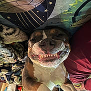 Cleo is registered to the contest to win money with this photo: animal, blanket, brown_and_white, canine, companion, cozy, cute, dog, face, fur, home, indoor, lying_down, pet, pillow, playful, relaxed, resting, smiling, teeth