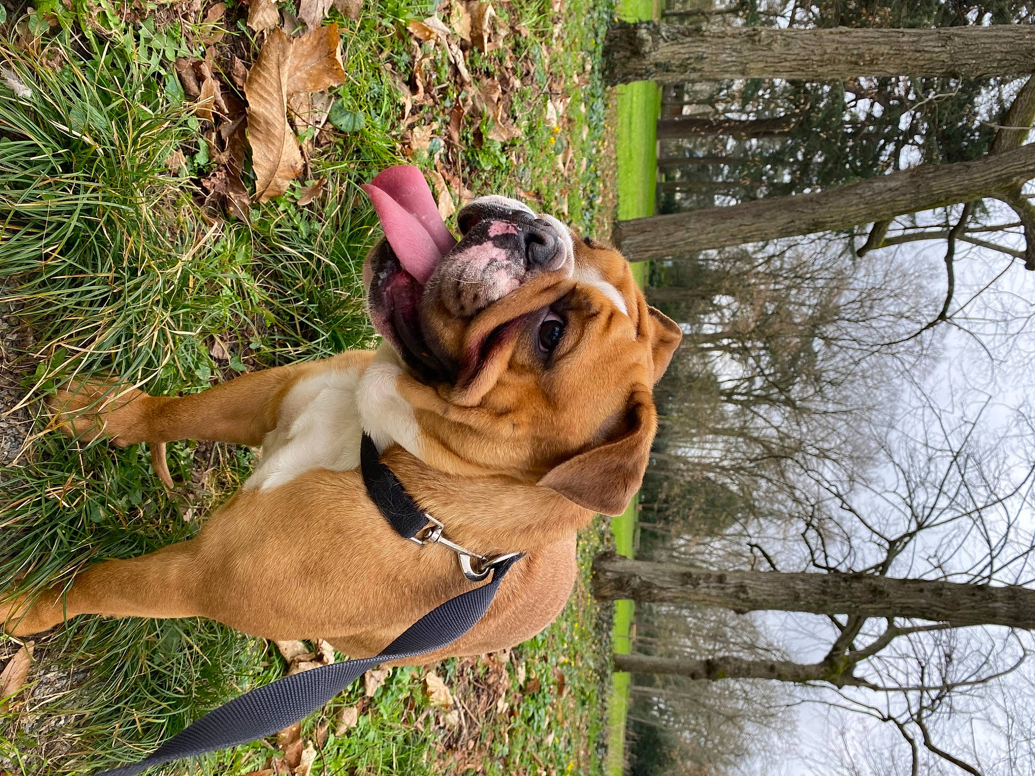 Alba a rejoint le concours — aidez-le/la à gagner de superbes lots ! biting, canidae, carnivore, collar, companion_dog, dog, dog_breed, dog_collar, fawn, grass, leash, liver, pet_supply, plant, snout, sporting_group, sunglasses, tree, working_animal, wrinkle