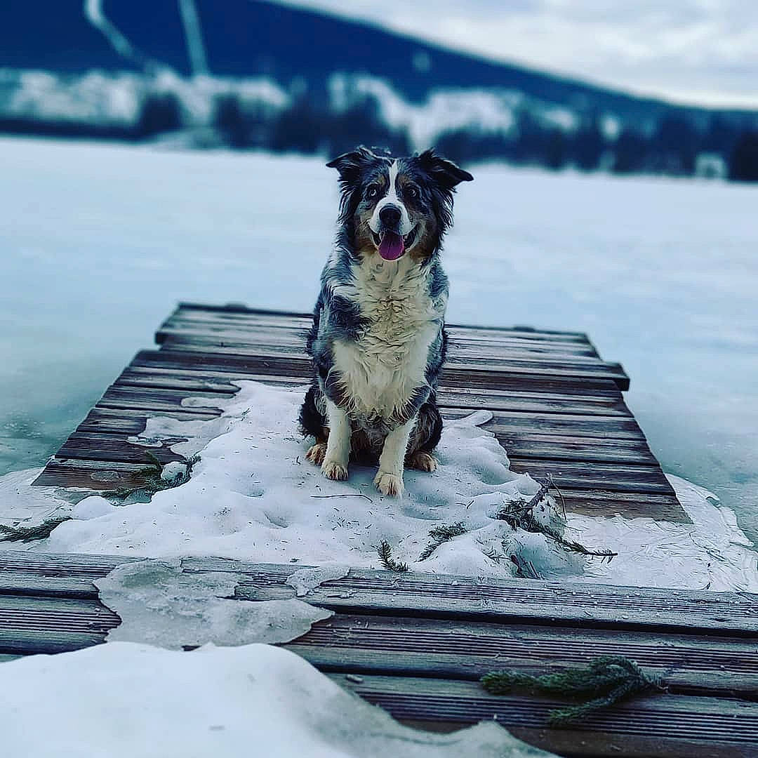 Foxy participe au concours pour gagner de l'argent avec cette photo : australian_cattle_dog, automotive_tire, canidae, carnivore, cloud, companion_dog, dog, dog_breed, dog_collar, dog_supply, freezing, glacial_landform, ice_cap, polar_ice_cap, sky, snout, snow, tree, water, winter