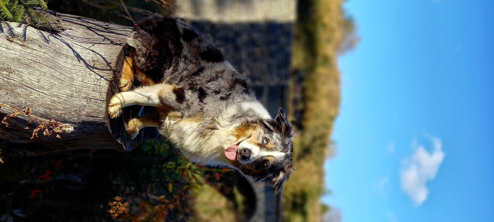 Foxy a rejoint le concours — aidez-le/la à gagner de superbes lots ! bird_of_prey, canidae, canis, carnivore, claw, cloud, dog_breed, felidae, fur, sky, small_to_medium_sized_cats, snout, sporting_group, tail, terrestrial_animal, tree, whiskers, wildlife, wolf