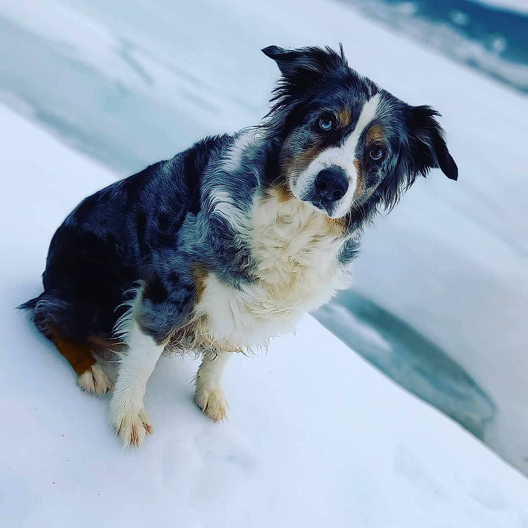 Foxy participe au concours pour gagner de l'argent avec cette photo : canidae, carnivore, companion_dog, dog, dog_breed, electric_blue, event, foot, fur, herding_dog, paw, snout, snow, sporting_group, tail, terrestrial_animal, whiskers, winter, working_dog