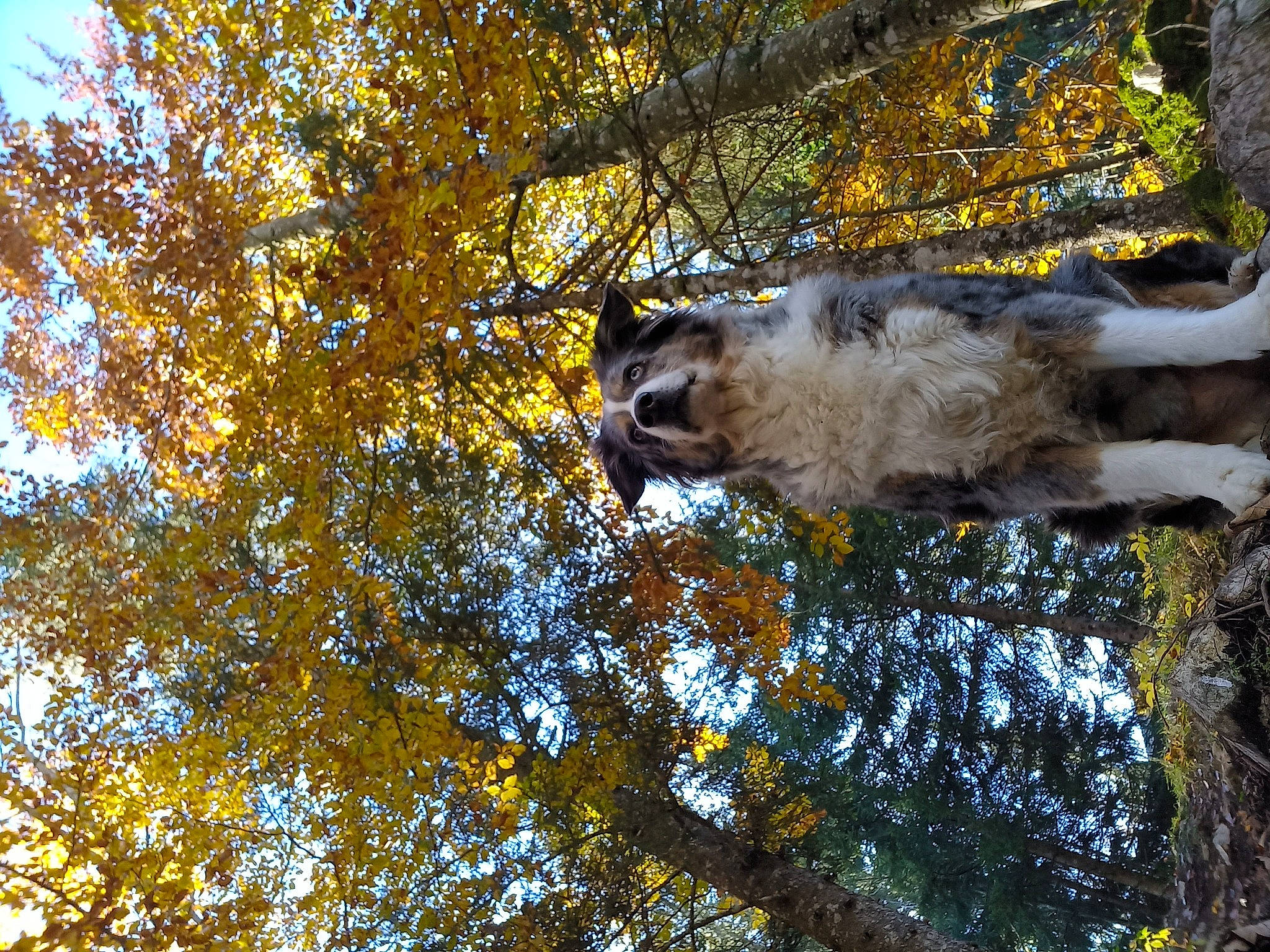 Foxy a rejoint le concours — aidez-le/la à gagner de superbes lots ! branch, carnivore, dog, dog_breed, fawn, felidae, forest, grass, natural_landscape, plant, sky, snout, tail, tree, trunk, twig, water, wildlife, wood, woody_plant