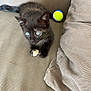 animal, black_cat, blue_eyes, cat, couch, cozy, curious, domestic, feline, fur, indoor, kitten, looking, paw, pet, resting, small, tennis_ball, whiskers, young_animal