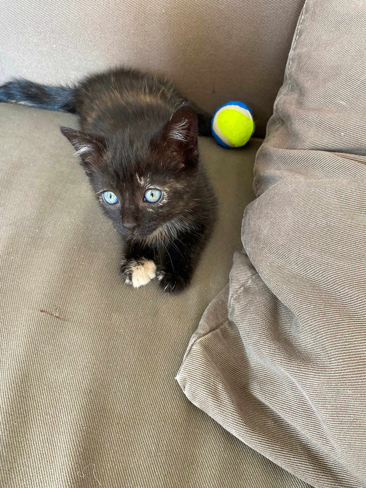 Nutela a rejoint le concours — aidez-le/la à gagner de superbes lots ! animal, black_cat, blue_eyes, cat, couch, cozy, curious, domestic, feline, fur, indoor, kitten, looking, paw, pet, resting, small, tennis_ball, whiskers, young_animal