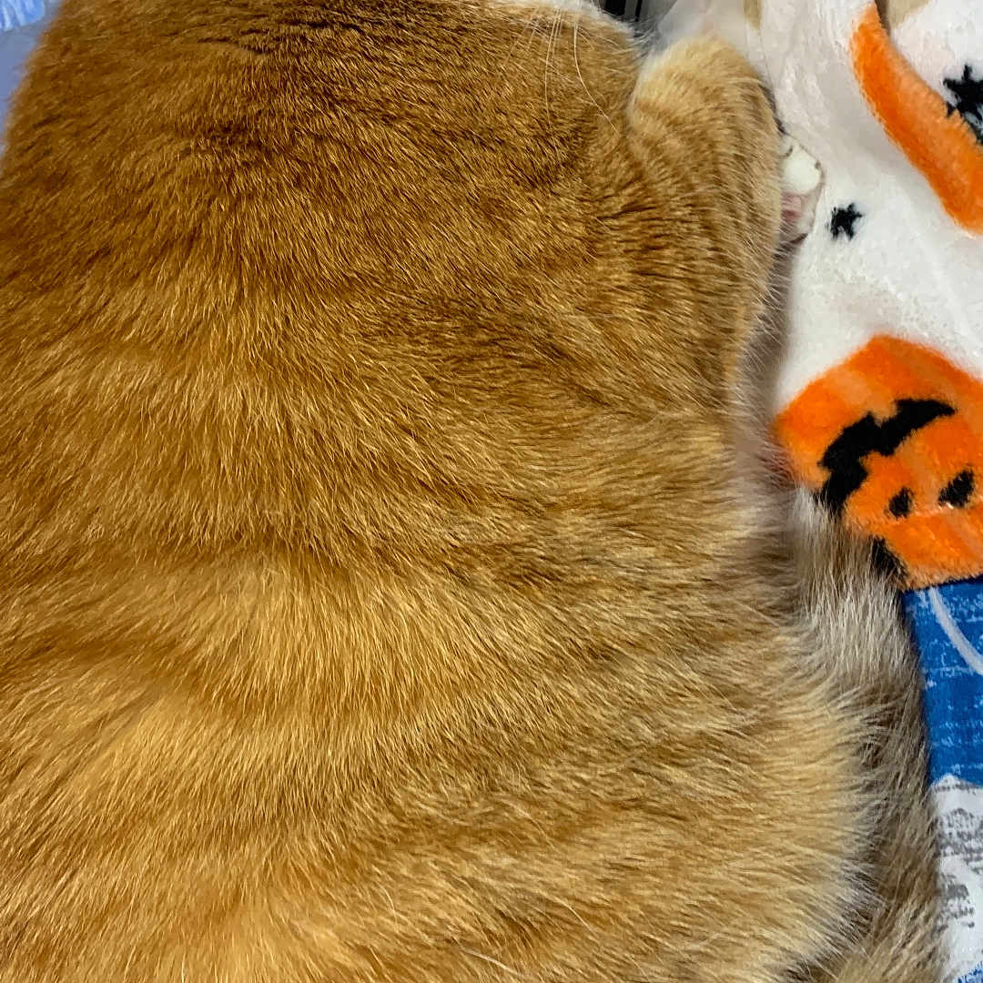 Jason is registered to the contest to win money with this photo: animal, blanket, cat, closeup, cozy, cute, domestic_cat, ear, fluffy, fur, furry, indoor, orange_tabby, paw, pet, relaxed, resting, sleeping, tabby_pattern, whiskers