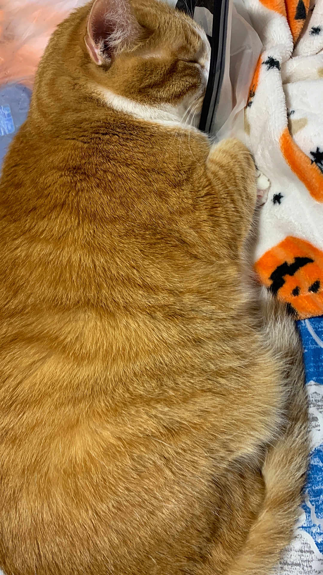 Jason is registered to the contest to win money with this photo: cat, orange_tabby, sleeping, cozy, blanket, furry, pet, domestic_cat, closeup, whiskers, ear, paw, resting, indoor, cute, fluffy, tabby_pattern, animal, fur, relaxed