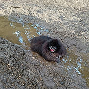 Patrick a rejoint le concours — aidez-le/la à gagner de superbes lots ! dog, mud, puddle, outdoor, dirt, path, tongue_out, black_dog, fluffy, happy, nature, grass, muddy, animal, pet, canine, playful, wet, messy, forest