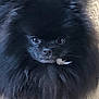 Patrick a rejoint le concours — aidez-le/la à gagner de superbes lots ! dog, black_fur, fluffy, pet, animal, closeup, portrait, cute, small_dog, indoor, fur, face, eyes, nose, adorable, companion, domestic_animal, mammal, cute_pet, fluff