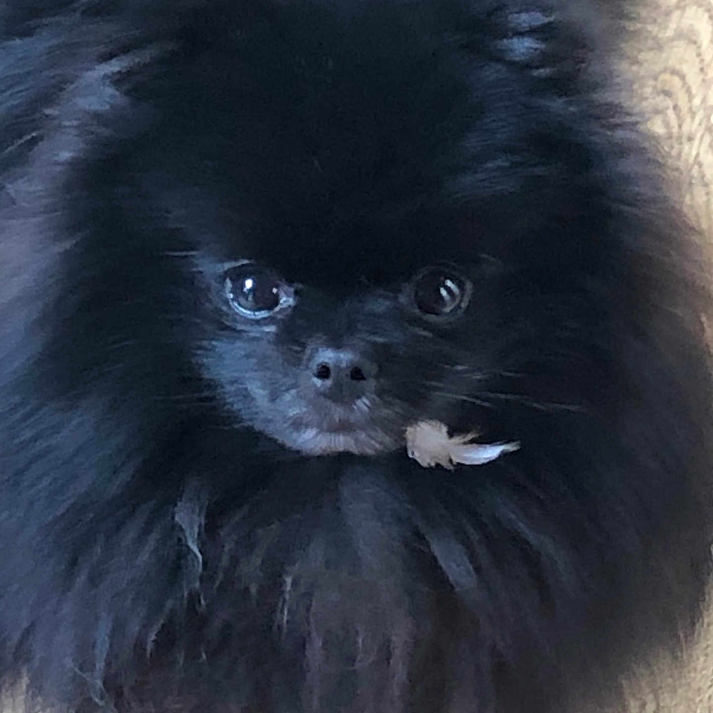 Patrick a rejoint le concours — aidez-le/la à gagner de superbes lots ! adorable, animal, black_fur, closeup, companion, cute, cute_pet, dog, domestic_animal, eyes, face, fluff, fluffy, fur, indoor, mammal, nose, pet, portrait, small_dog