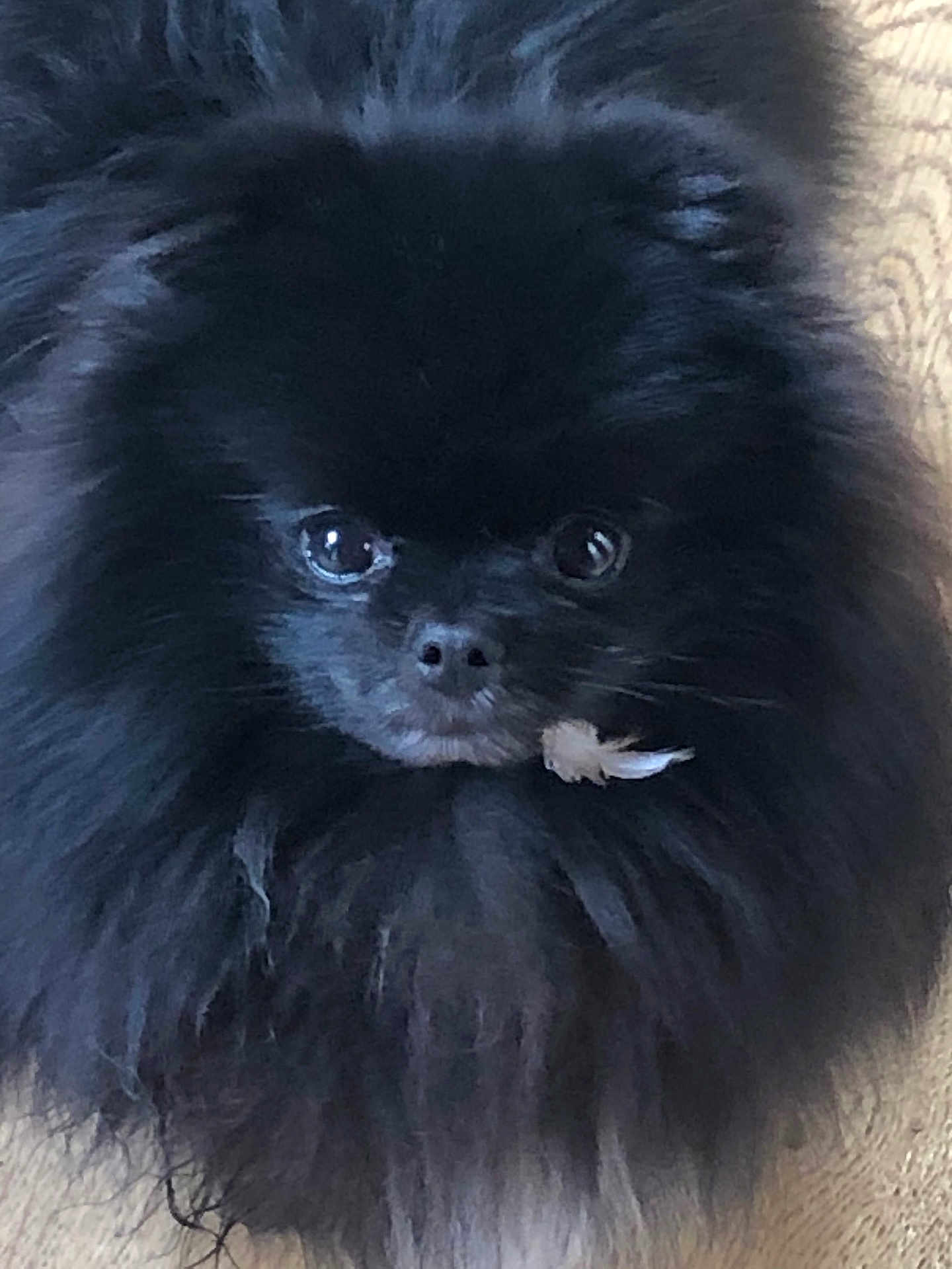Patrick a rejoint le concours — aidez-le/la à gagner de superbes lots ! dog, black_fur, fluffy, pet, animal, closeup, portrait, cute, small_dog, indoor, fur, face, eyes, nose, adorable, companion, domestic_animal, mammal, cute_pet, fluff