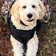 Georgie joined the competition — help win amazing prizes! close_up, collar, costume, curly_fur, cute, dog, doodle, front_paws, grass, lawn, lying_down, outdoor, patterned_clothing, pet, poodle, portrait, sidewalk, skirt, smiling, white_fur