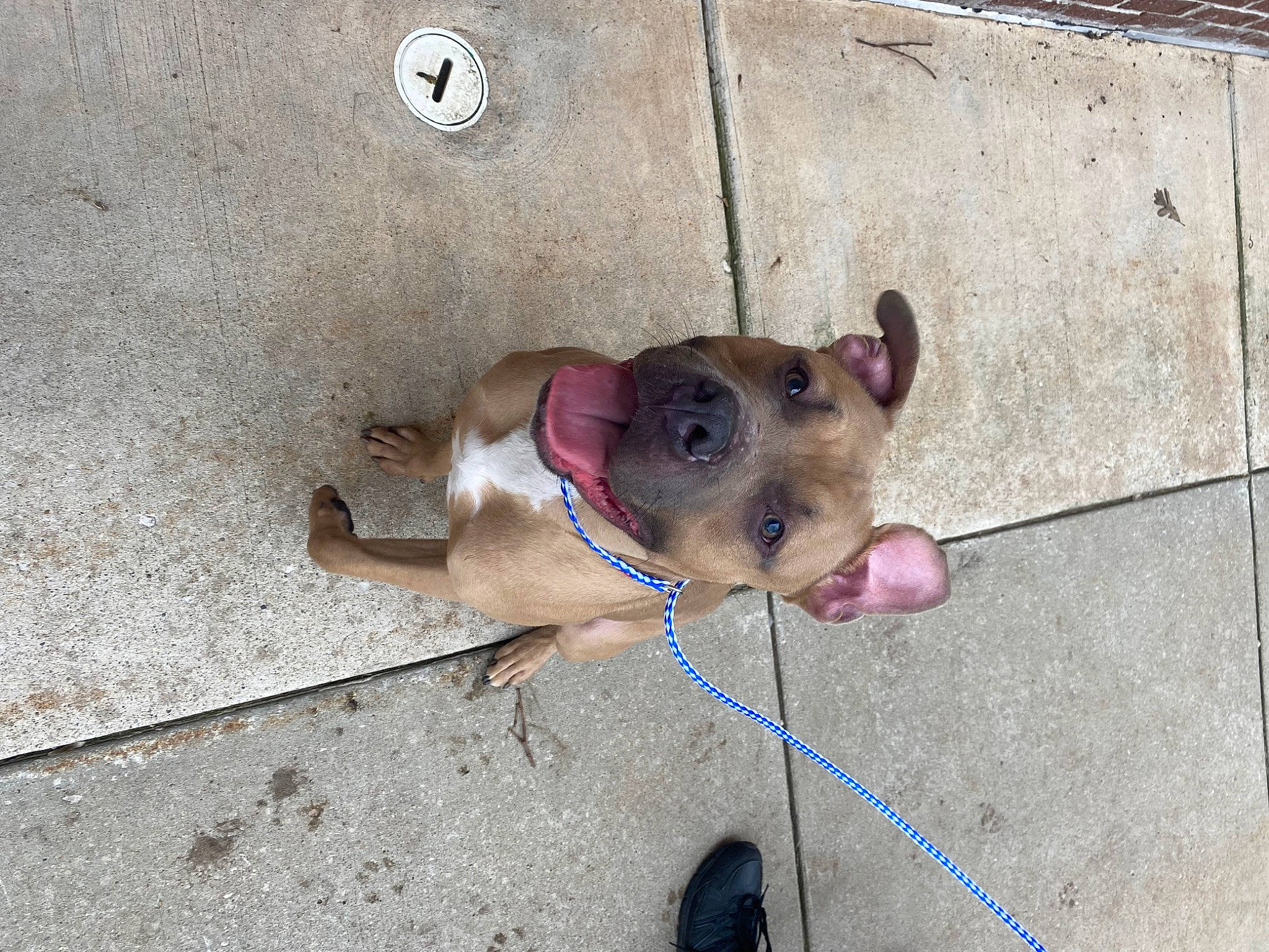 Tyson is registered to the contest to win money with this photo: canidae, carnivore, collar, companion_dog, concrete, dog, dog_breed, dog_collar, dog_supply, fawn, flooring, leash, liver, non_sporting_group, pet_supply, road_surface, snout, sporting_group, working_animal, wrinkle