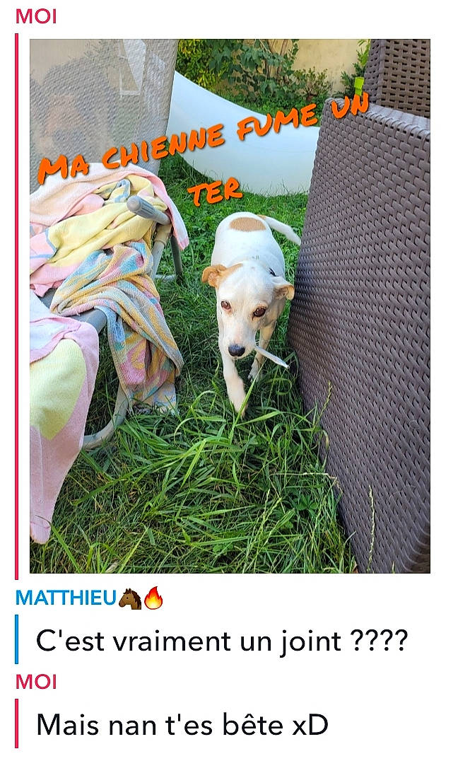 Isis a rejoint le concours — aidez-le/la à gagner de superbes lots ! adaptation, advertising, canidae, carnivore, companion_dog, dog, dog_breed, dog_supply, font, grass, organism, photo_caption, plant, recipe, rectangle, sporting_group, terrestrial_plant, working_animal