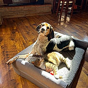 Hank is registered to the contest to win money with this photo: beagle, cat, chair, companion, cozy, dog, domestic, fireplace, furniture, hardwood_floor, indoor, paw, pet_bed, relaxing, sleepy, sun_patch, sunlight, tabby_cat, whiskers, wood_floor