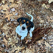 Hank joined the competition — help win amazing prizes! animal, autumn, black, brown, collar, cute, dog, forest_floor, fur, ground, leaves, looking_up, nature, outdoor, pet, playful, puppy, twig, white, young_dog