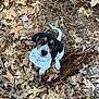 animal, autumn, black, brown, collar, cute, dog, forest_floor, fur, ground, leaves, looking_up, nature, outdoor, pet, playful, puppy, twig, white, young_dog