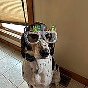Hank joined the competition — help win amazing prizes! dog, glasses, party, cake_time, indoor, tile_floor, window, brown, white, black_spots, pet, collar, celebration, funny, costume, animal, sitting, looking_away, home, light