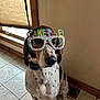 dog, glasses, party, cake_time, indoor, tile_floor, window, brown, white, black_spots, pet, collar, celebration, funny, costume, animal, sitting, looking_away, home, light