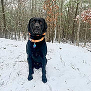 Tucker is registered to the contest to win money with this photo: animal, black_dog, canine, collar, dog, forest, fur, landscape, nature, outdoor, peaceful, pet, quiet, sitting, snow, snowfall, tag, trees, winter, winter_clothing