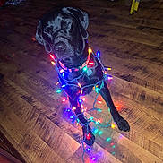 Tucker is registered to the contest to win money with this photo: dog, black_dog, christmas_lights, holiday, indoor, wooden_floor, pet, animal, decorations, festive, wrapped, collar, cute, sitting, lighting, colorful, home, domestic_animal, playful, relaxed
