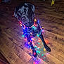 dog, black_dog, christmas_lights, holiday, indoor, wooden_floor, pet, animal, decorations, festive, wrapped, collar, cute, sitting, lighting, colorful, home, domestic_animal, playful, relaxed