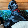 animal, black_dog, blanket, canine, chair, collar, comfort, companion, cozy, curious, dog, domestic, fur, indoor, looking_back, pet, red_collar, relaxed, sitting, wooden_wall