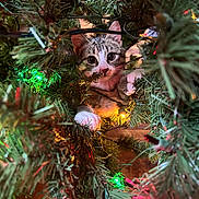 Chucky is registered to the contest to win money with this photo: animal, cat, christmas_tree, close_up, colorful_lights, curious, cute, decorations, feline, festive, greenery, holiday_lights, indoors, kitten, nature, pet, playful, seasonal, tree_branches, young_cat