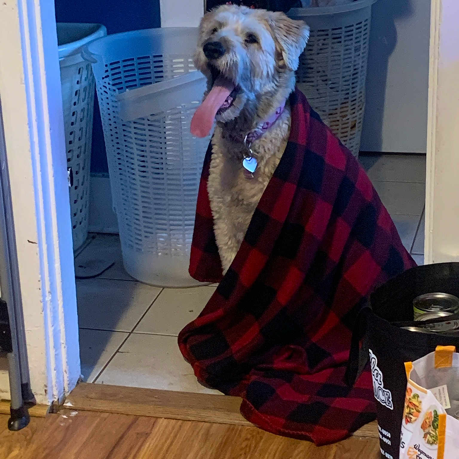 Ally is registered to the contest to win money with this photo: carnivore, collar, companion_dog, dog, dog_breed, dog_clothes, dog_supply, fawn, flooring, hardwood, laminate_flooring, pattern, pet_supply, plaid, tartan, varnish, wood, wood_flooring, wood_stain, working_animal