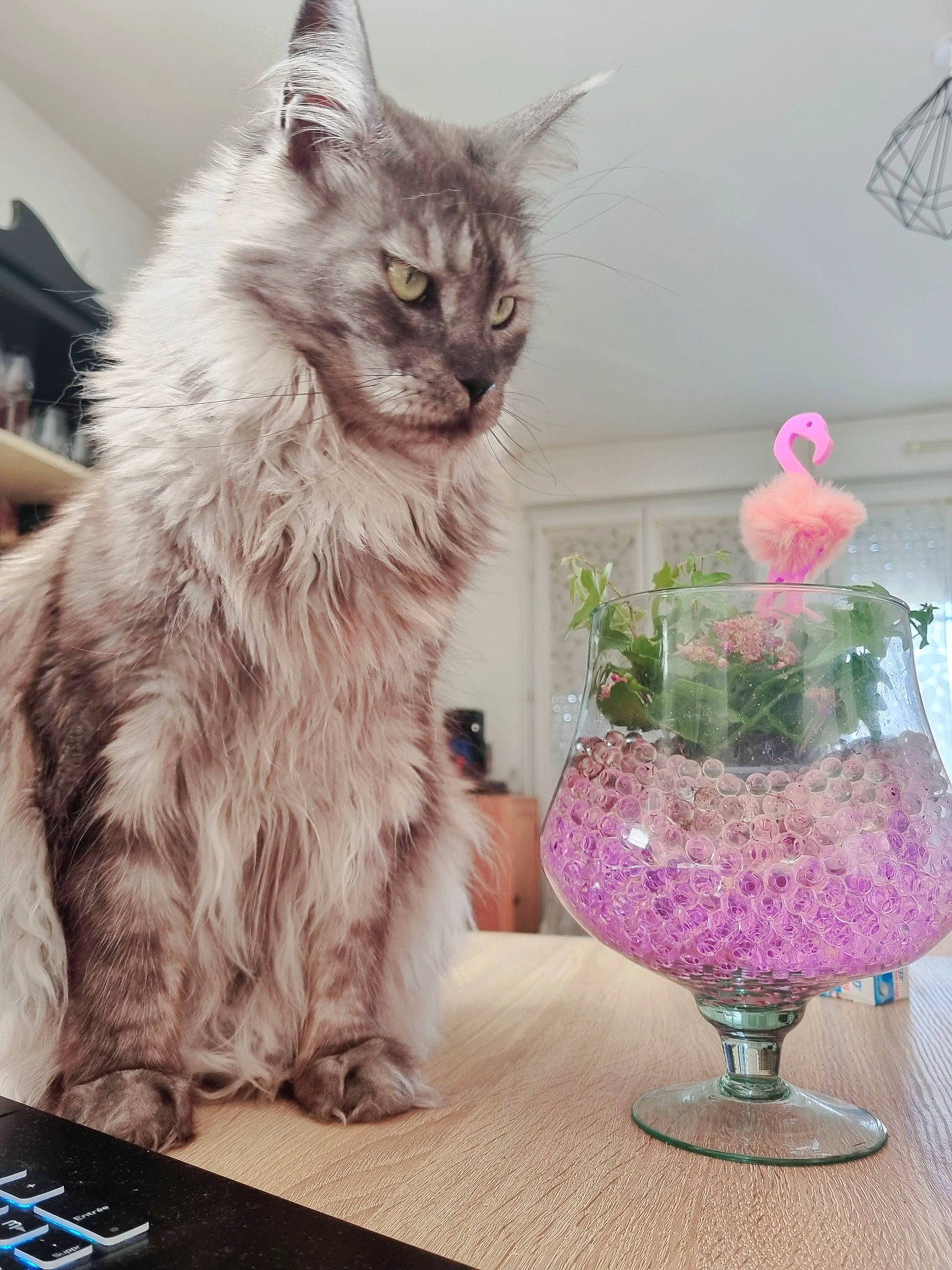Ohanna a rejoint le concours — aidez-le/la à gagner de superbes lots ! carnivore, cat, champagne_stemware, domestic_short_haired_cat, drinkware, felidae, flooring, fur, glass, houseplant, maine_coon, mechanical_fan, paw, plant, small_to_medium_sized_cats, stemware, table, tableware, tail, whiskers