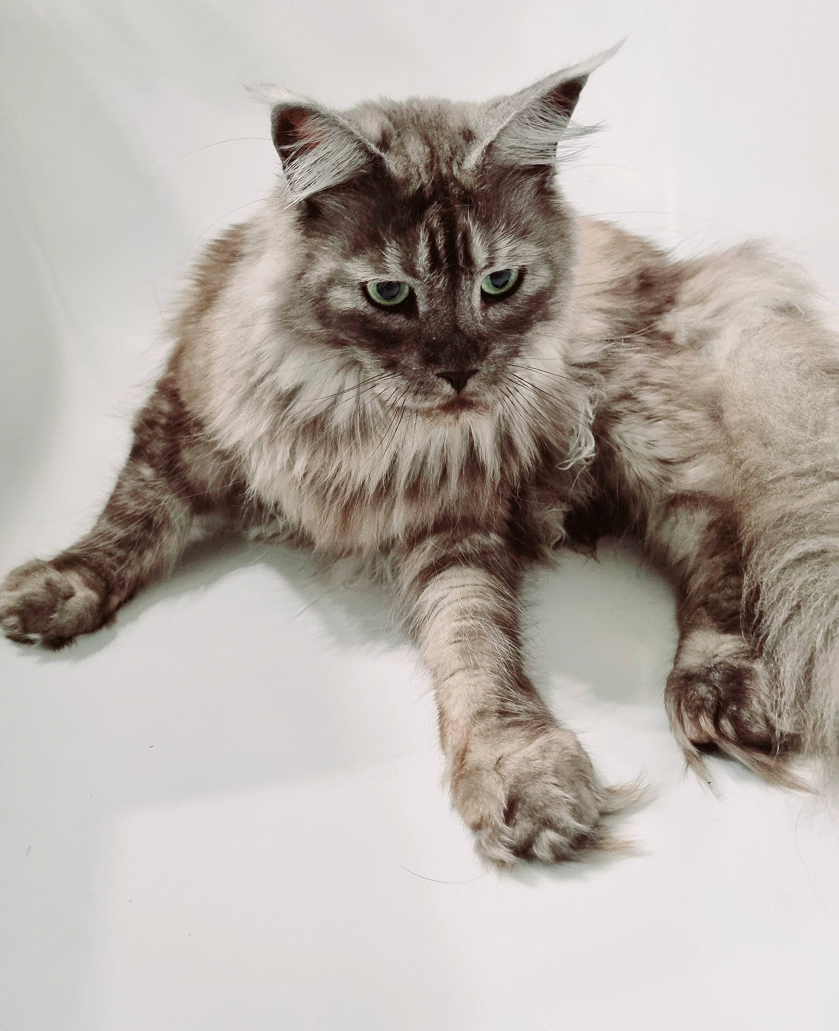 Ohanna participe au concours pour gagner de l'argent avec cette photo : art, british_longhair, carnivore, cat, claw, domestic_short_haired_cat, drawing, felidae, fur, illustration, maine_coon, monochrome, monochrome_photography, paw, small_to_medium_sized_cats, snout, tail, terrestrial_animal, whiskers, wildlife