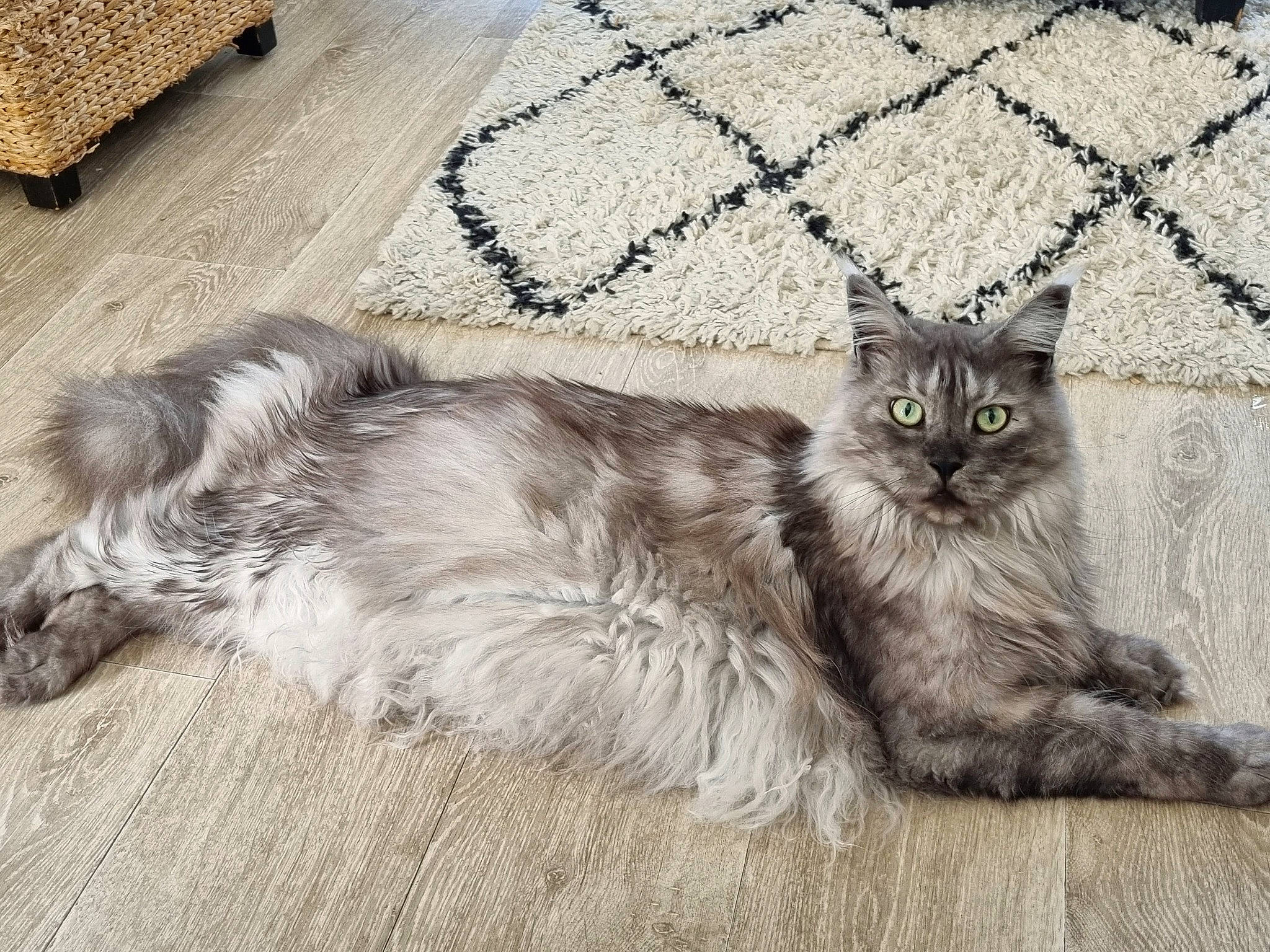Ohanna a rejoint le concours — aidez-le/la à gagner de superbes lots ! british_longhair, carnivore, cat, claw, comfort, domestic_short_haired_cat, felidae, fence, flooring, fur, grey, hardwood, paw, sitting, small_to_medium_sized_cats, snout, tail, terrestrial_animal, whiskers, wood