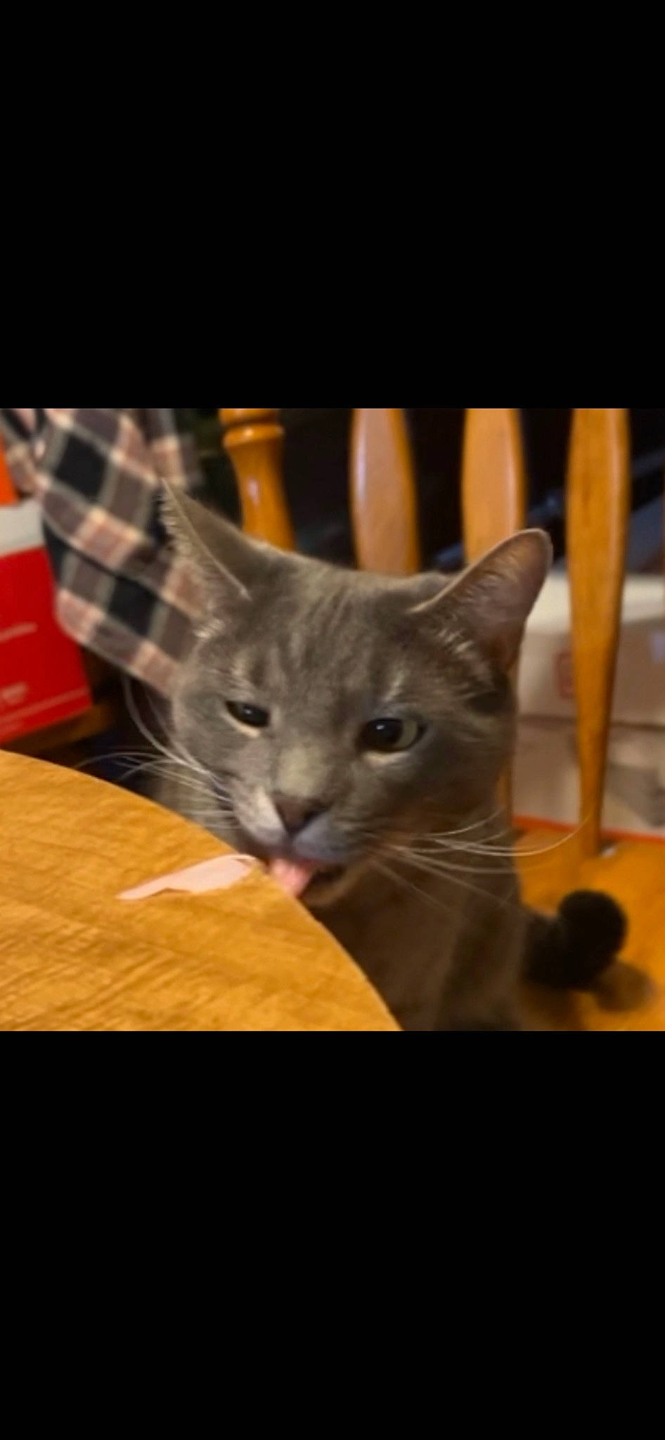 Sausage is registered to the contest to win money with this photo: carnivore, cat, comfort, domestic_short_haired_cat, ear, fawn, felidae, fur, pattern, photo_caption, plaid, russian_blue, sitting, small_to_medium_sized_cats, snout, table, tail, tartan, whiskers, wood