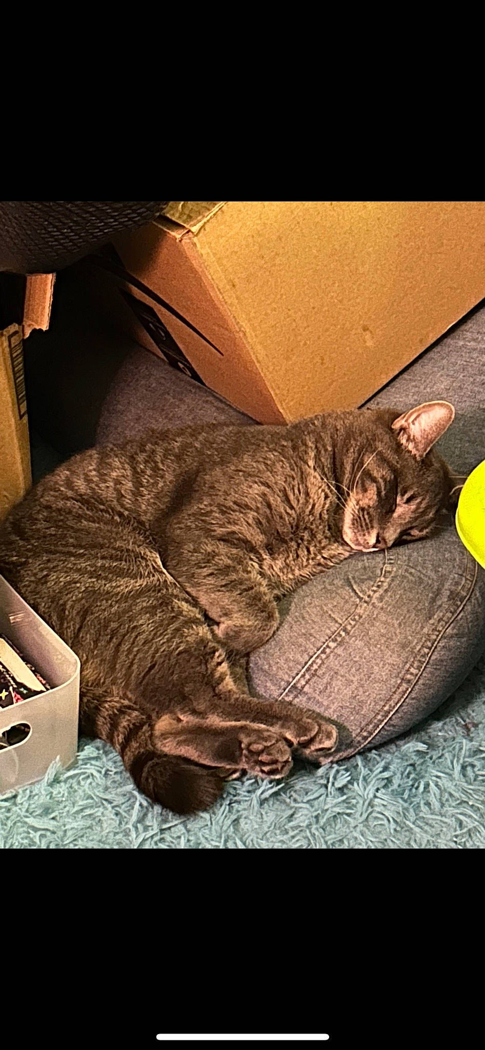 Sausage is registered to the contest to win money with this photo: box, carnivore, cat, cat_bed, comfort, domestic_short_haired_cat, felidae, fur, metal, nap, paw, shipping_box, sitting, small_to_medium_sized_cats, square, tail, terrestrial_animal, tints_and_shades, whiskers, wood
