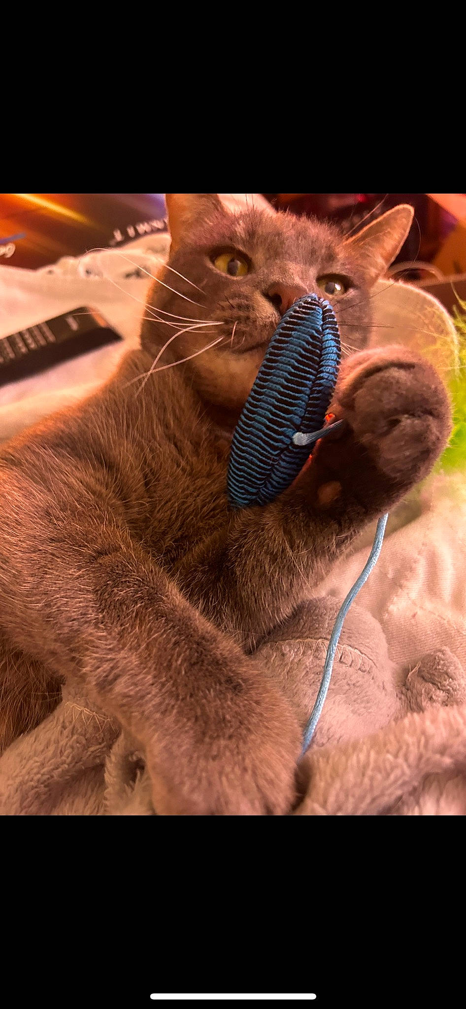 Sausage joined the competition — help win amazing prizes! carnivore, cat, claw, domestic_short_haired_cat, ear, electric_blue, fawn, felidae, fur, gesture, mammal, organism, paw, small_to_medium_sized_cats, snout, tail, terrestrial_animal, vertebrate, whiskers, wildlife