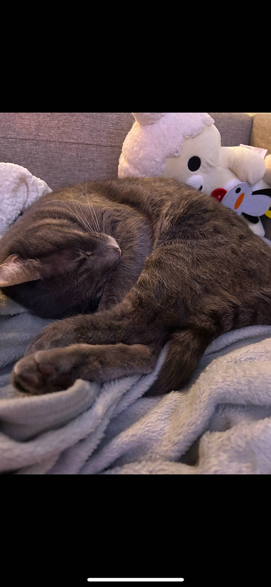 Sausage is registered to the contest to win money with this photo: bed, bedding, carnivore, cat, cloud, comfort, domestic_short_haired_cat, felidae, fur, grey, linens, small_to_medium_sized_cats, snout, stuffed_toy, tail, textile, toy, vertebrate, whiskers, wood