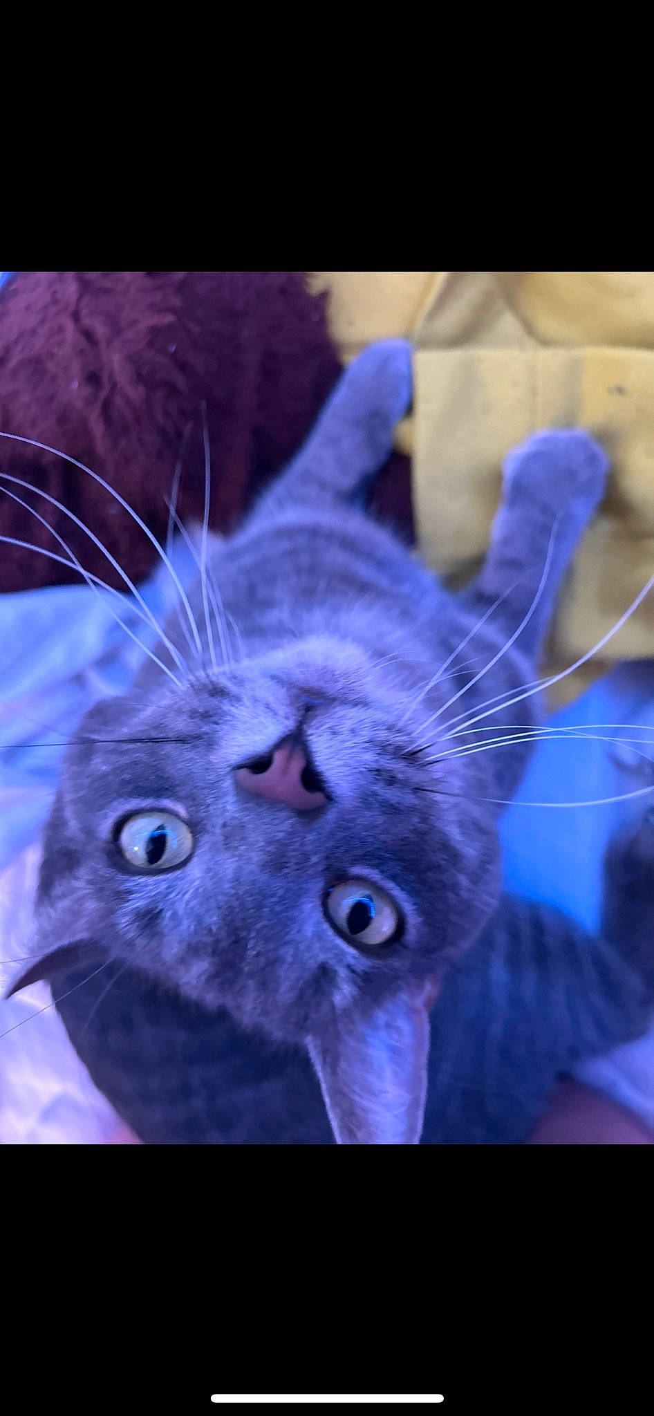 Sausage joined the competition — help win amazing prizes! art, carnivore, cat, close_up, domestic_short_haired_cat, ear, electric_blue, felidae, fur, organism, paw, photo_caption, plant, purple, russian_blue, small_to_medium_sized_cats, snout, terrestrial_animal, whiskers, wildlife