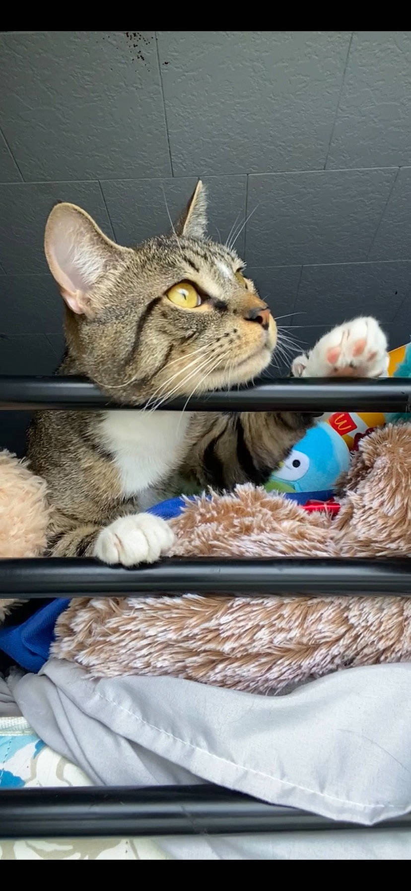 Meatball is registered to the contest to win money with this photo: animal_shelter, box, carnivore, cat, cat_furniture, cat_supply, claw, domestic_short_haired_cat, fawn, felidae, fur, linens, paw, photo_caption, small_to_medium_sized_cats, stuffed_toy, tail, teddy_bear, whiskers, wildlife