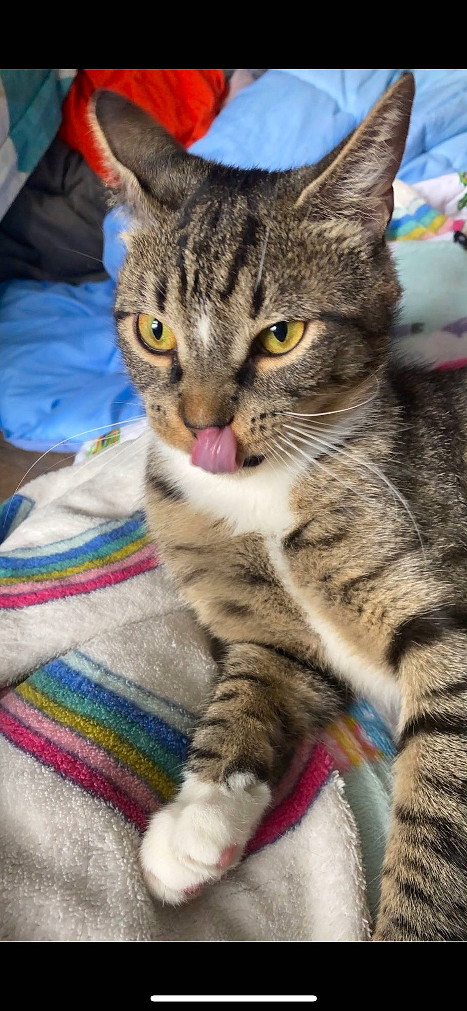 Meatball joined the competition — help win amazing prizes! carnivore, cat, claw, domestic_short_haired_cat, felidae, fur, paw, small_to_medium_sized_cats, snout, terrestrial_animal, whiskers