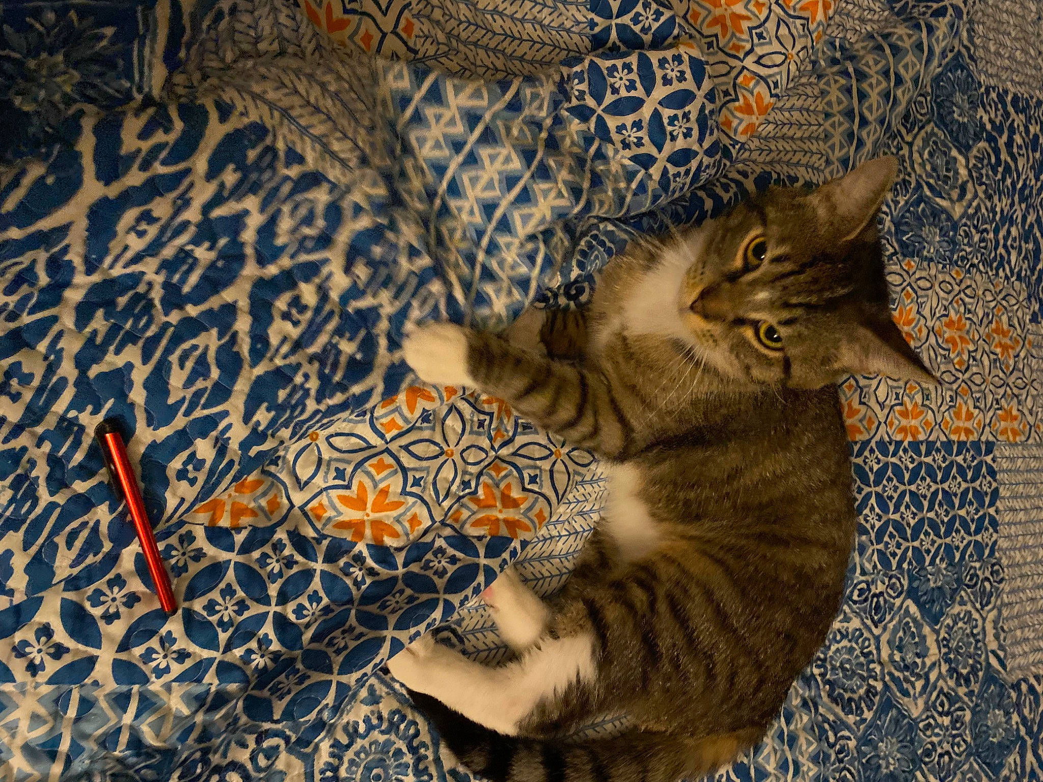 Meatball joined the competition — help win amazing prizes! art, carnivore, cat, claw, comfort, domestic_short_haired_cat, fawn, felidae, flooring, fur, grey, linens, pattern, paw, small_to_medium_sized_cats, snout, tail, tree, whiskers, wood