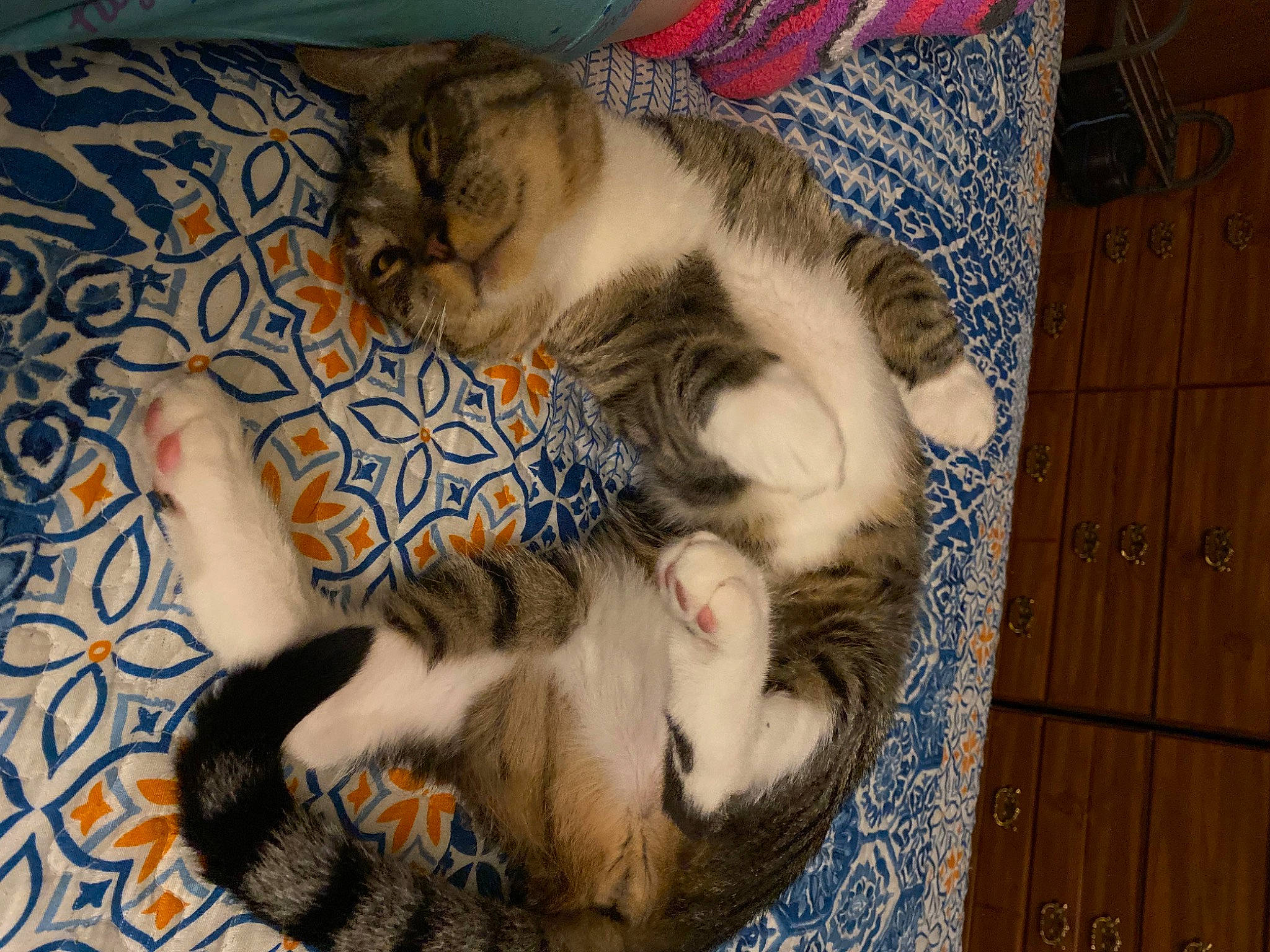 Meatball joined the competition — help win amazing prizes! carnivore, cat, claw, comfort, domestic_short_haired_cat, fawn, felidae, fur, hardwood, lap, nap, paw, small_to_medium_sized_cats, tail, whiskers, wood, wood_stain