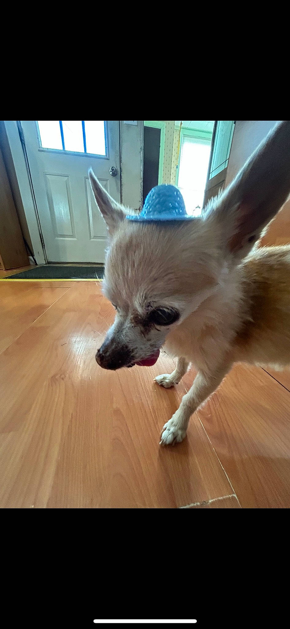 Baby is registered to the contest to win money with this photo: canidae, carnivore, companion_dog, dog, dog_breed, dog_supply, fawn, felidae, floor, flooring, fur, hardwood, laminate_flooring, small_to_medium_sized_cats, tail, terrestrial_animal, toy_dog, whiskers, wood, wood_flooring