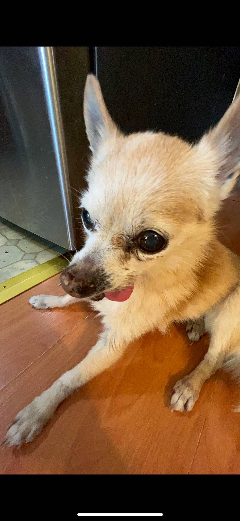 Baby is registered to the contest to win money with this photo: canidae, carnivore, chihuahua, companion_dog, corgi_chihuahua, dog, dog_breed, dog_supply, fawn, flooring, fur, hardwood, snout, sporting_group, terrestrial_animal, toy_dog, varnish, whiskers, wood, working_animal