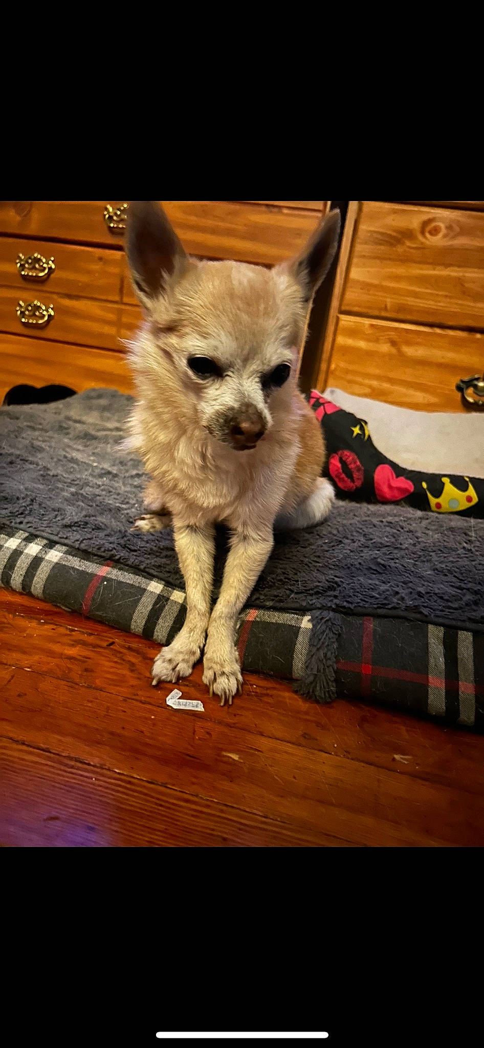 Baby is registered to the contest to win money with this photo: cabinetry, carnivore, companion_dog, cupboard, dog_breed, drawer, dresser, fawn, felidae, flooring, fur, hardwood, rectangle, snout, tail, terrestrial_animal, varnish, whiskers, wood, wood_stain