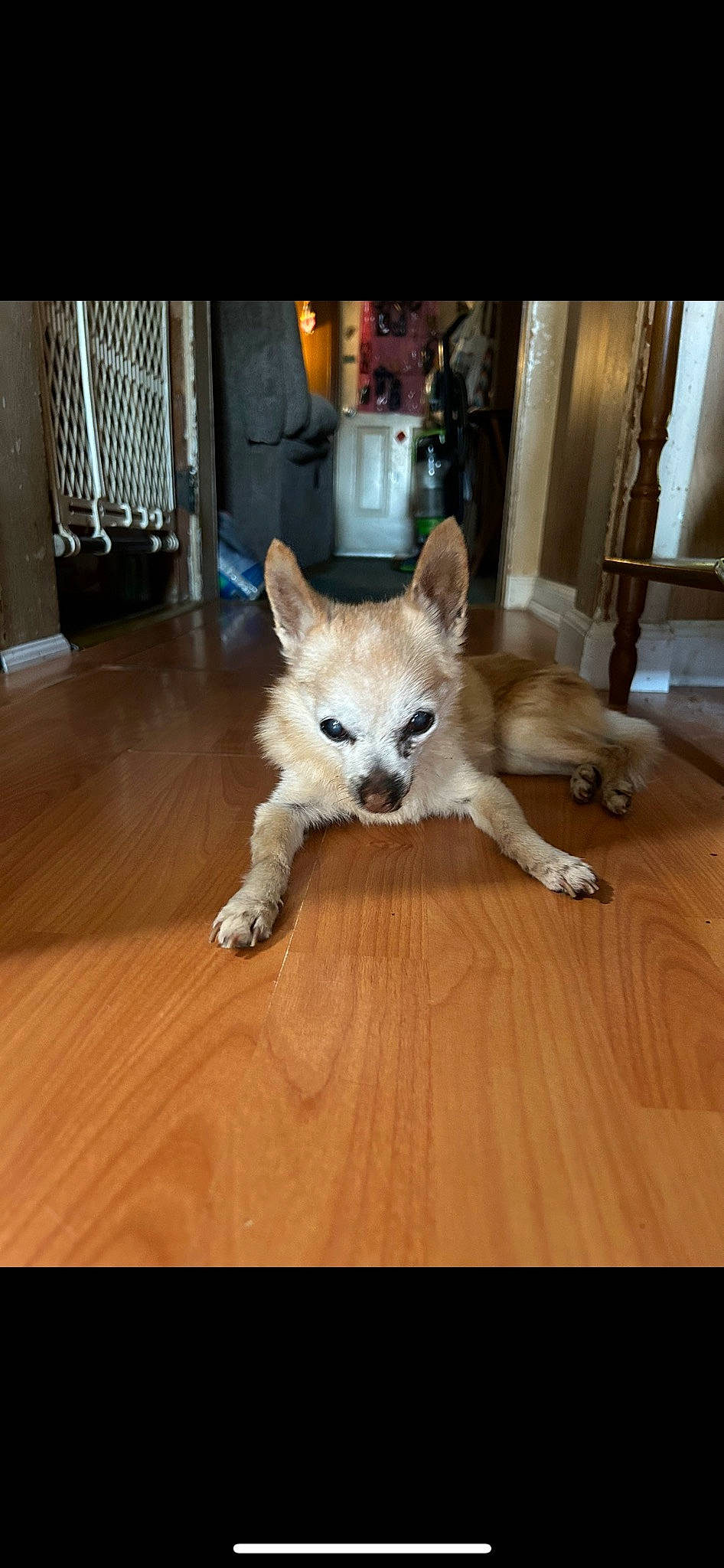 Baby joined the competition — help win amazing prizes! canidae, carnivore, companion_dog, dog_breed, fawn, felidae, floor, flooring, fur, hardwood, laminate_flooring, small_to_medium_sized_cats, tail, terrestrial_animal, tree, whiskers, wildlife, window, wood, wood_flooring