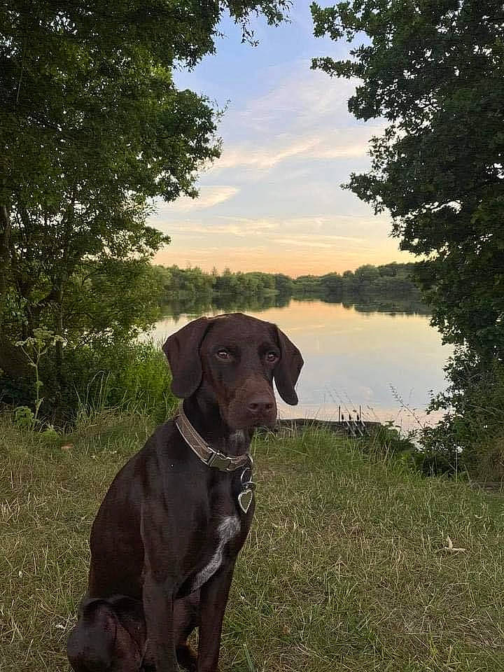 Lola is registered to the contest to win money with this photo: carnivore, cloud, collar, companion_dog, dog, dog_breed, dog_collar, fawn, grass, gun_dog, lake, landscape, liver, plant, sky, sporting_group, tail, tree, water, working_animal