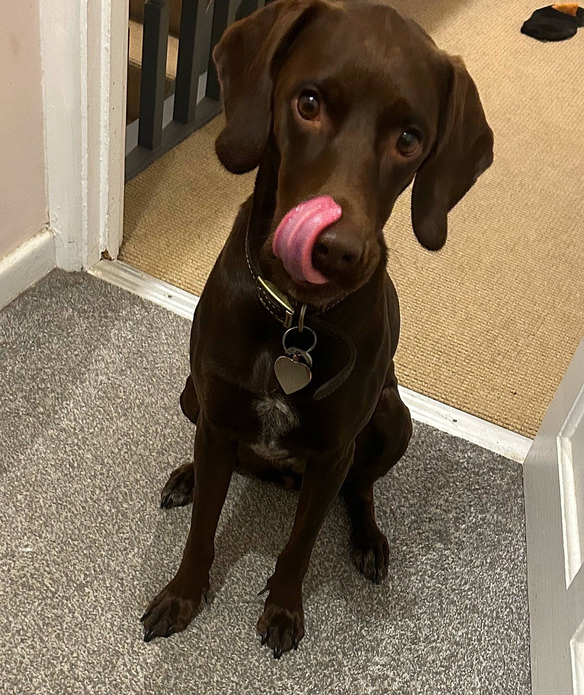 Lola joined the competition — help win amazing prizes! borador, canidae, carnivore, collar, companion_dog, dog, dog_breed, dog_collar, eye, fashion_accessory, fawn, fur, gun_dog, hat, liver, pet_supply, snout, sporting_group, whiskers, working_animal